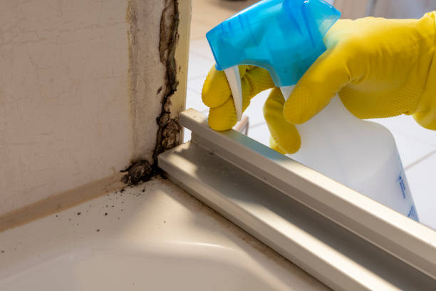 Best Toxic Mold Removal  in Waverly, NE