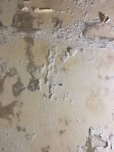 Best Attic Mold Removal  in Waverly, NE