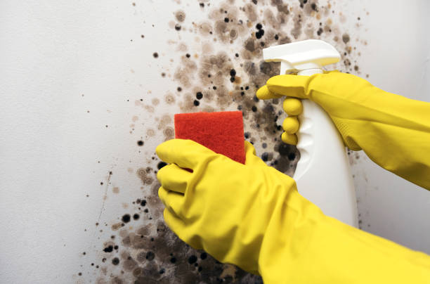 Attic Mold Removal in Waverly, NE