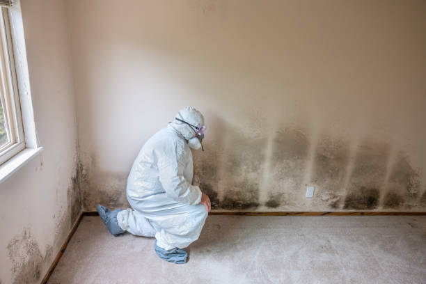 Certified Mold Removal in Waverly, NE