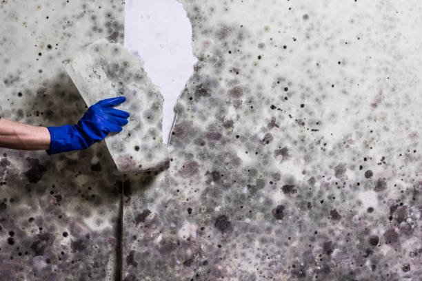 Best Fast Mold Removal  in Waverly, NE