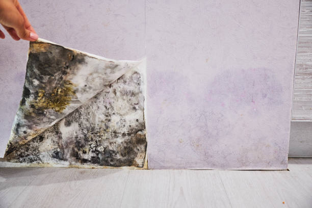 Best Mold Remediation  in Waverly, NE